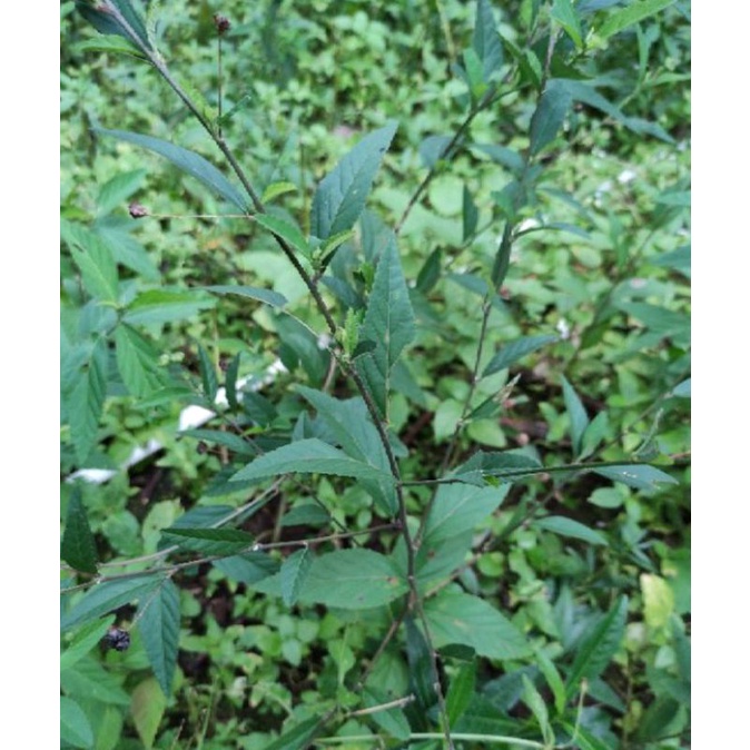 

OBAT ASAM URAT DAUN SINDAGURI SEGAR 200GR