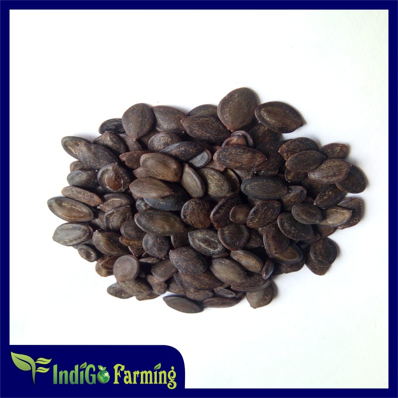 Benih Kaliandra Merah