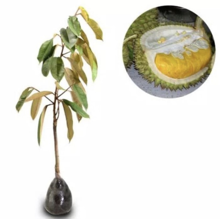 Pohon Durian Monthong Okulasi - Bibit Durian Monthong Ori