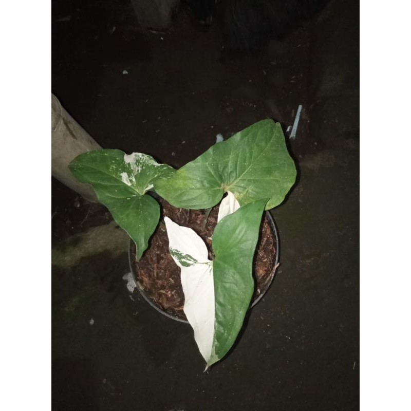 Syngonium Albo Variegata