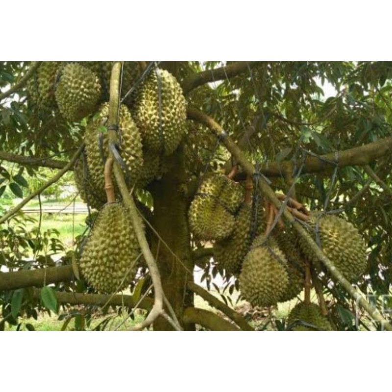 Bibit Durian Montong Jumbo
