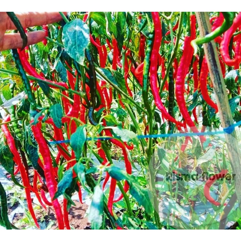 Tanaman pohon cabe keriting super / bibit tanaman cabe keriting ( sudah berbentuk pohon )