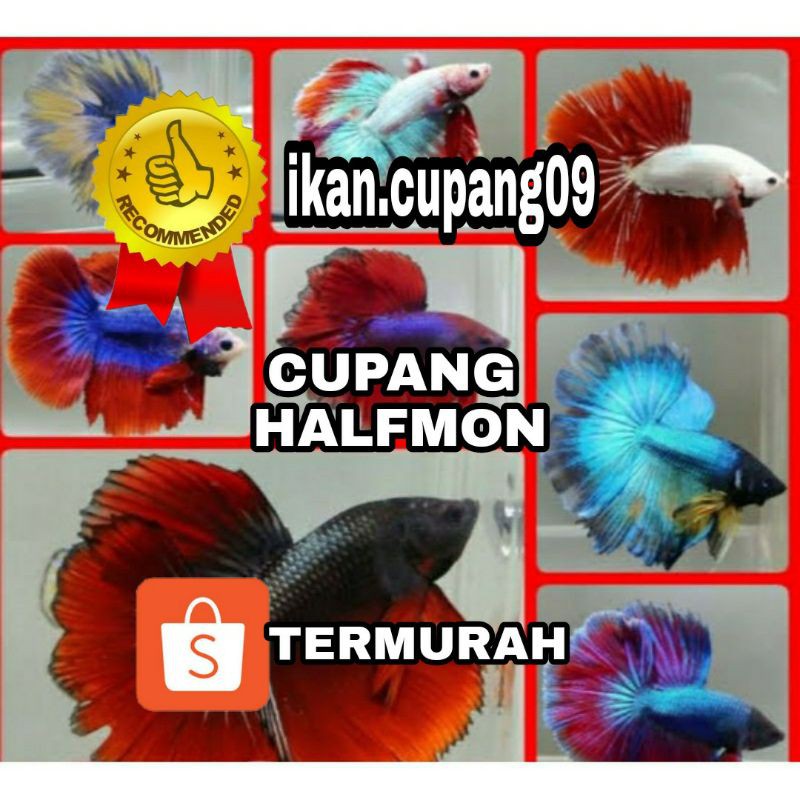 CUPANG HALFMON/SLAYER BETINA DAN JANTAN