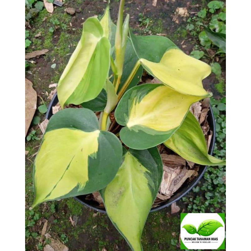 Sirih gading brazil / Sirih Brazil