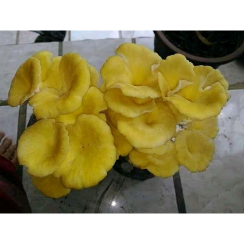 

baglog jamur tiram kuning