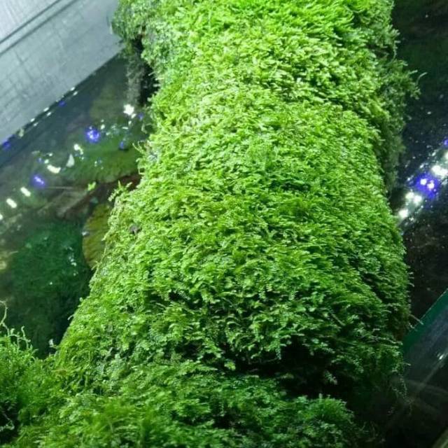 Moss utuh,Moss cantik,Moss karpet,Moss murah aquascape Aquarium
