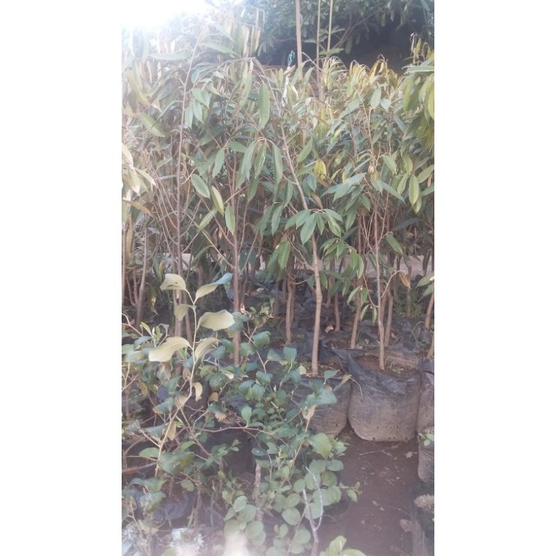 

bibit duren montong bawor unggulan