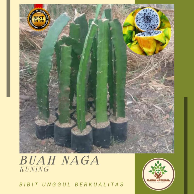 Bibit tanaman buah naga kuning pohon buah naga kuning