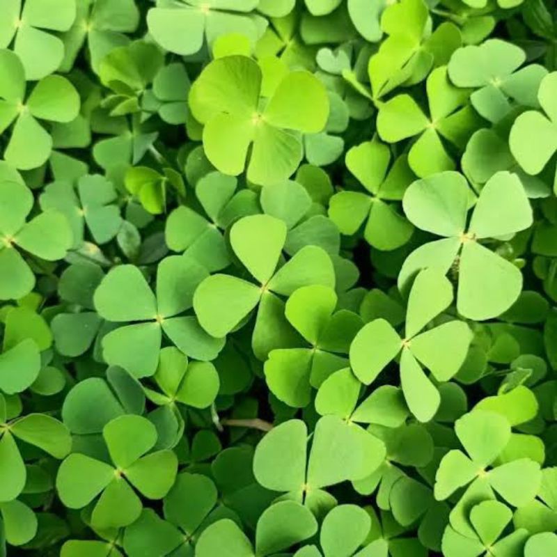 

Daun Semanggi Segar Per 500 Gram