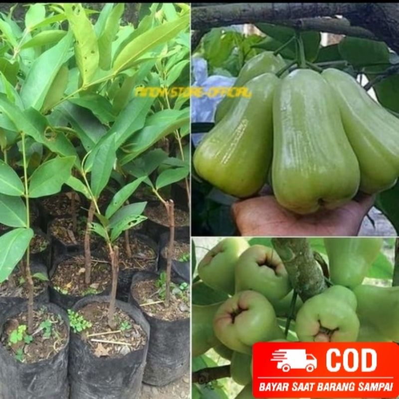 Bibit Jambu Madu Deli / Madudeli Hijau Super Jambu Air Manis