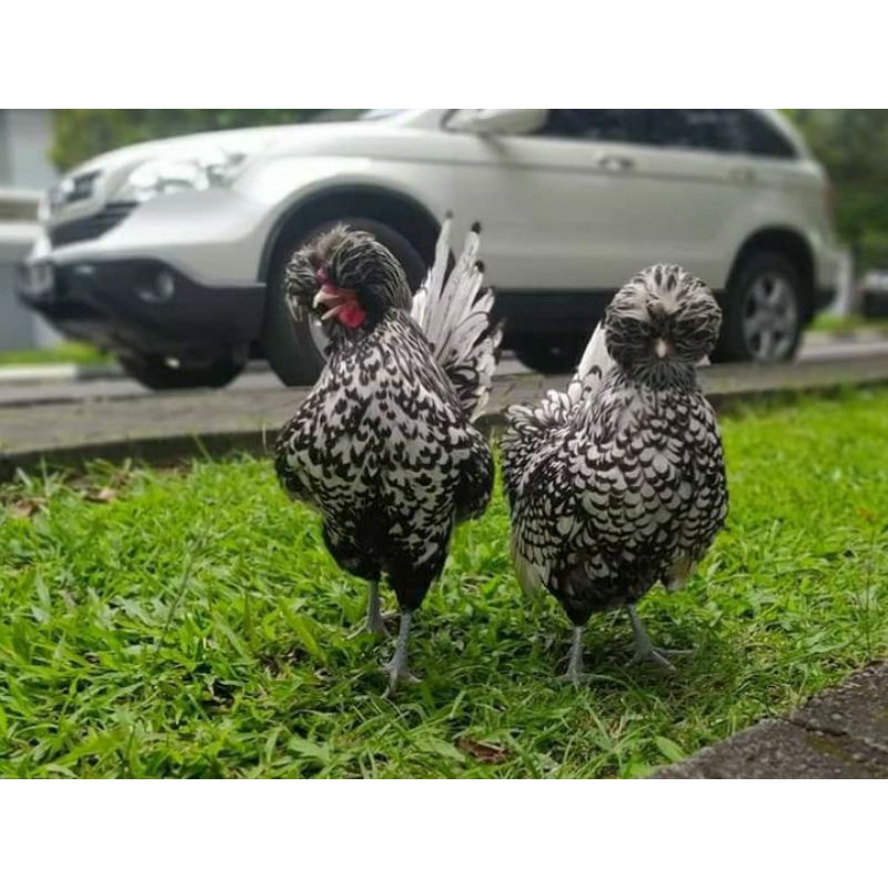 TELUR TETAS AYAM HIAS POLAND BATIK SILVER LACED DAN GOLD LACED