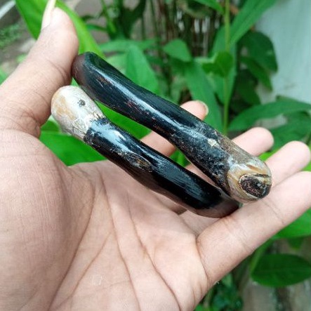 Gelang akar bahar/Gelang/Gelang akar bahar bonggol/Gelang akar bahar jumbo