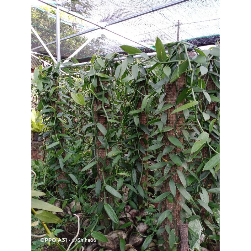 Bibit unggul Vanili 1 meteran. jenis planifolia