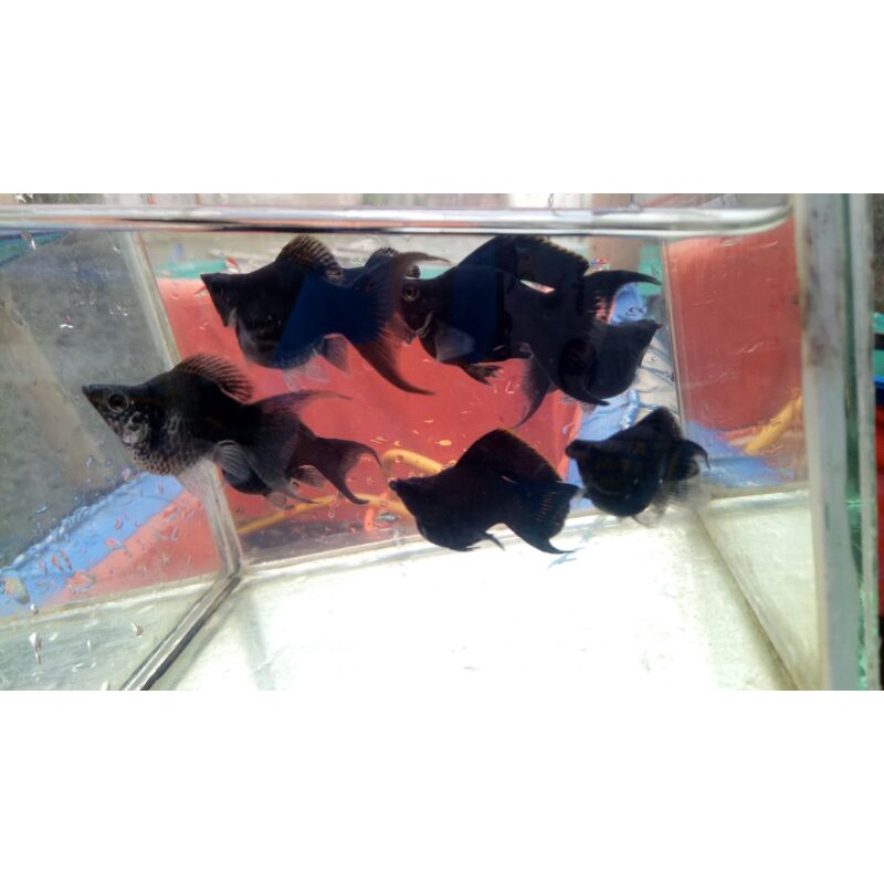 partai per 100 ekor molly black lyretail || molly balon ekor cawang || molly balon merpati