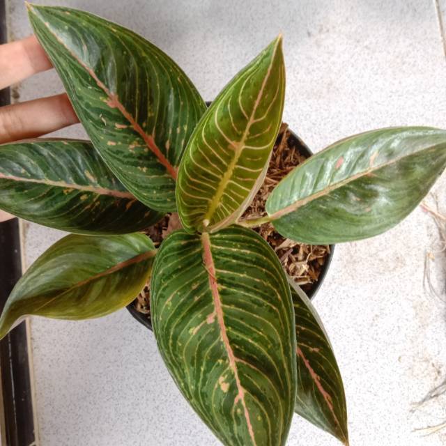 Aglonema Legacy hijau