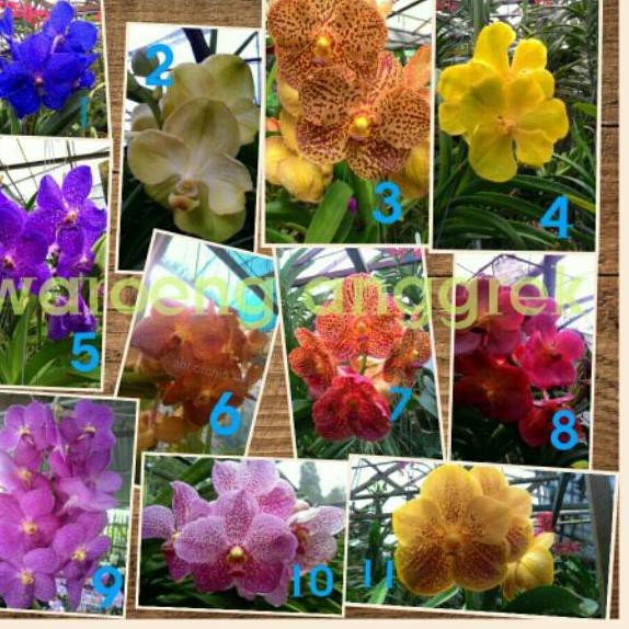 

Top Produk* Kompot Anggrek Vanda Bunga Besar TH2 .