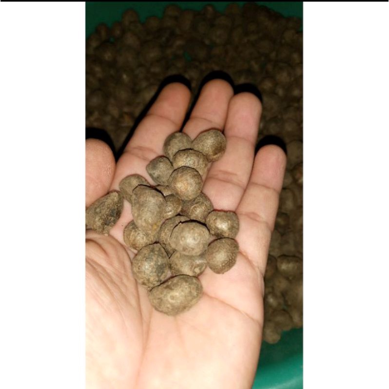katak mini isi 300-400 (1KG) katak porang bibit porang bibit spora benih porang katak super dan umbi
