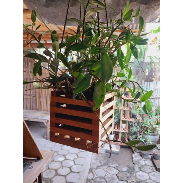 pot gantung kayu pot gantung pot anggrek