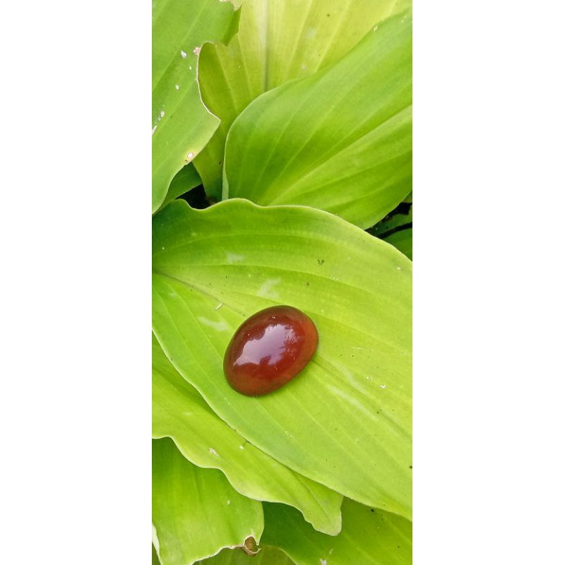 

mustik getah katilayu