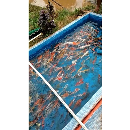 Koi Partaian Gosanke Kohaku, Shiro, Sanke.