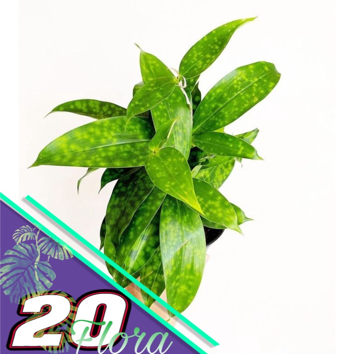tanaman dracaena hijau / Tanaman hias hidup / tanaman hias / tanaman gantung / tanaman hias gantung / tanaman hias murah / tanaman hias hidup murah / pohon hias