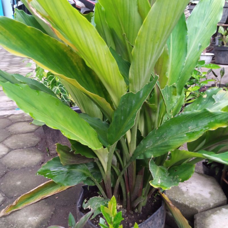 Tanaman Kunyit Putih (Curcuma zedoaria)