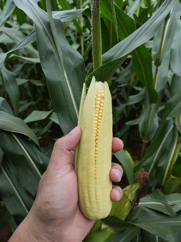 Pisau  Dapur / Daging Ying Guns Stainless Super Tajam / Gagang Motif Kayu / Kitchen Knife