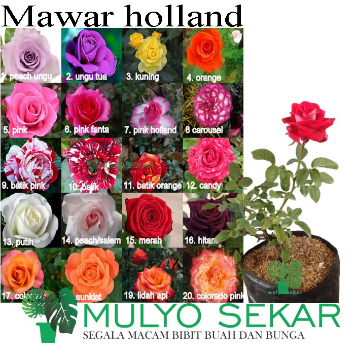 paket 10 Tanaman mawar holland bunga besar - boleh pilih warna