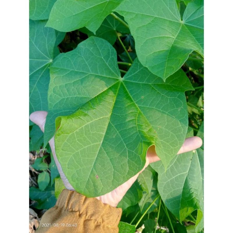 

Daun Jarak Harga untuk 1 Lembar