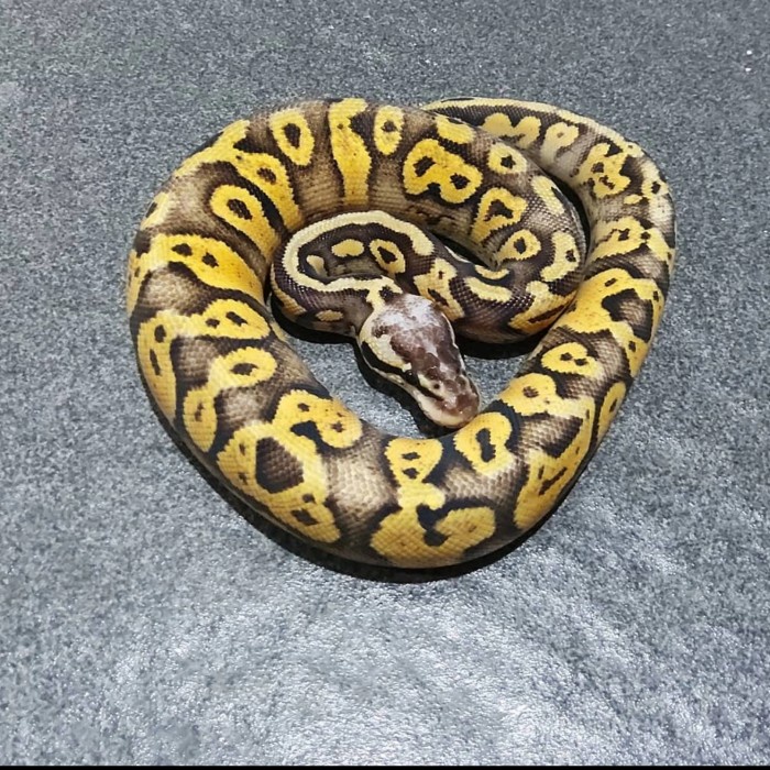 

PASTEL-DRY-OIL- SUPER PASTEL YB MALE -OIL-DRY-PASTEL.