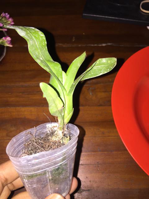 Seedling Gramma Tiger Paw