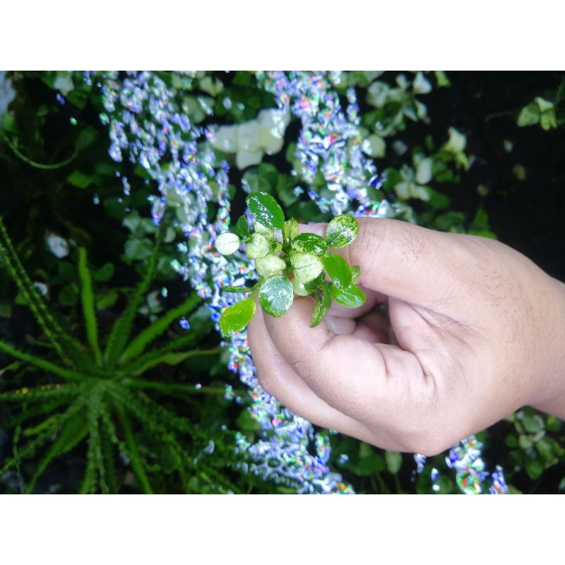 Termurah anubias pinto gen istimewa anakan / bocil per rizom, bukan petite, nana, golden, panda, sta