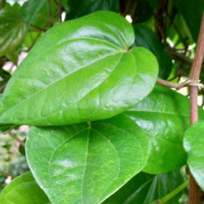 

Daun sirih segar per50 gram Herbal alami Murah Obat herbal alami murah asli dari kampung