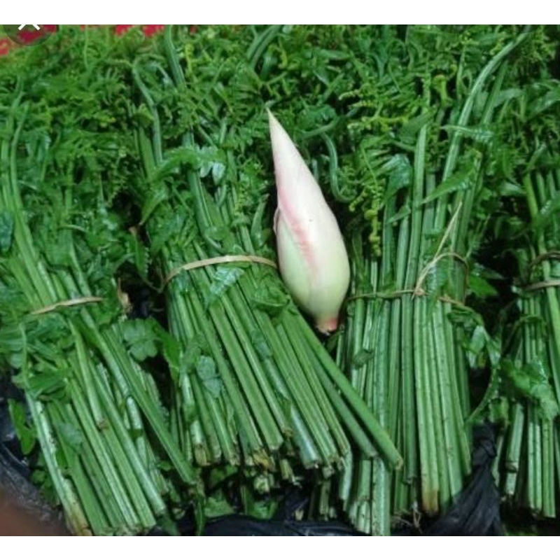 

Daun Pakis / Kelakay