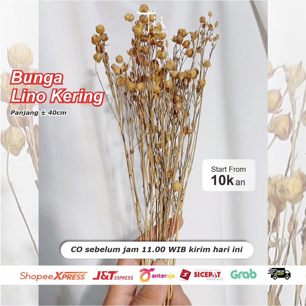 Bunga Lino Kering