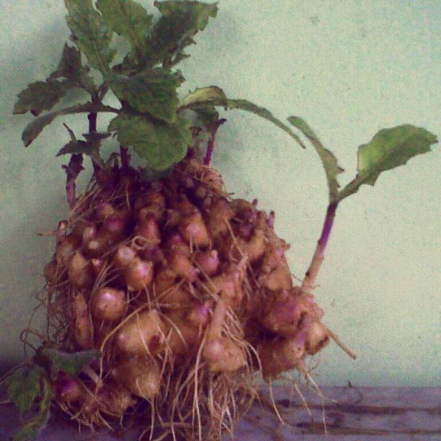 Umbi Dewa Organik Segar