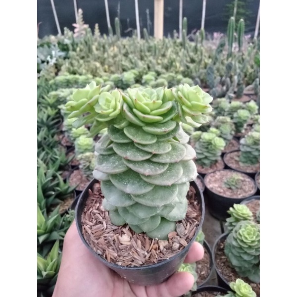 sukulen grapto tower