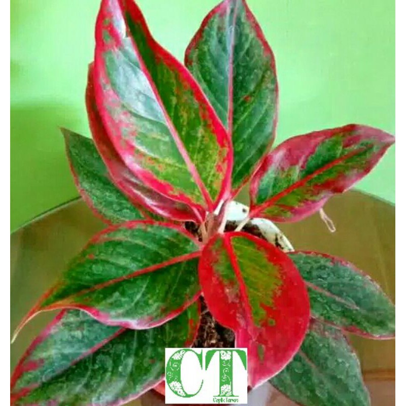 tanaman bunga hias aglonema lipstik siam aurora/ tamanan hias aglonema lipstik/ aglonema lipstik