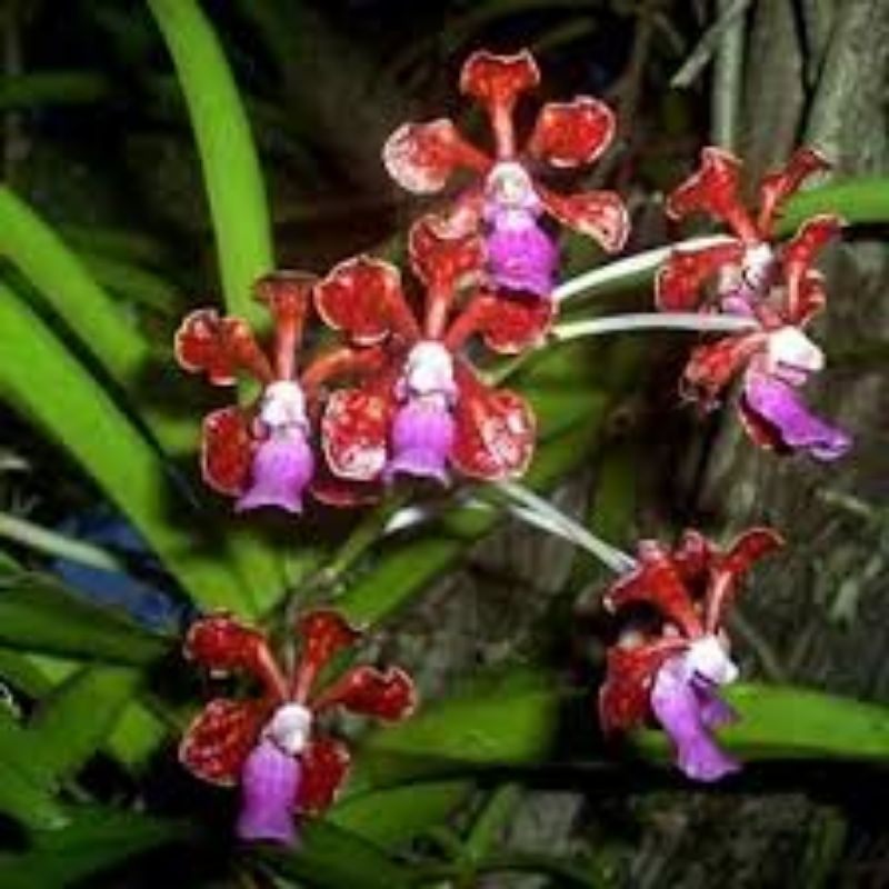 vanda limbata jumbo