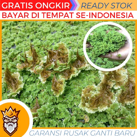 bibit azolla 1kg pinnata microphylla pakan ternak