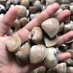 

KERANG TAHU 1 KG