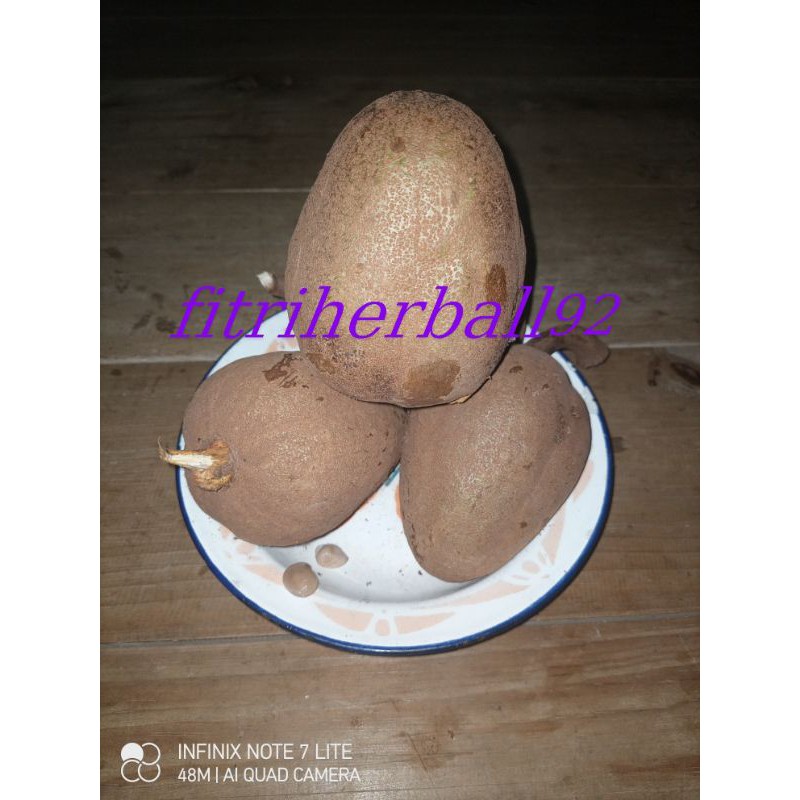 

buah mahuni segar pres