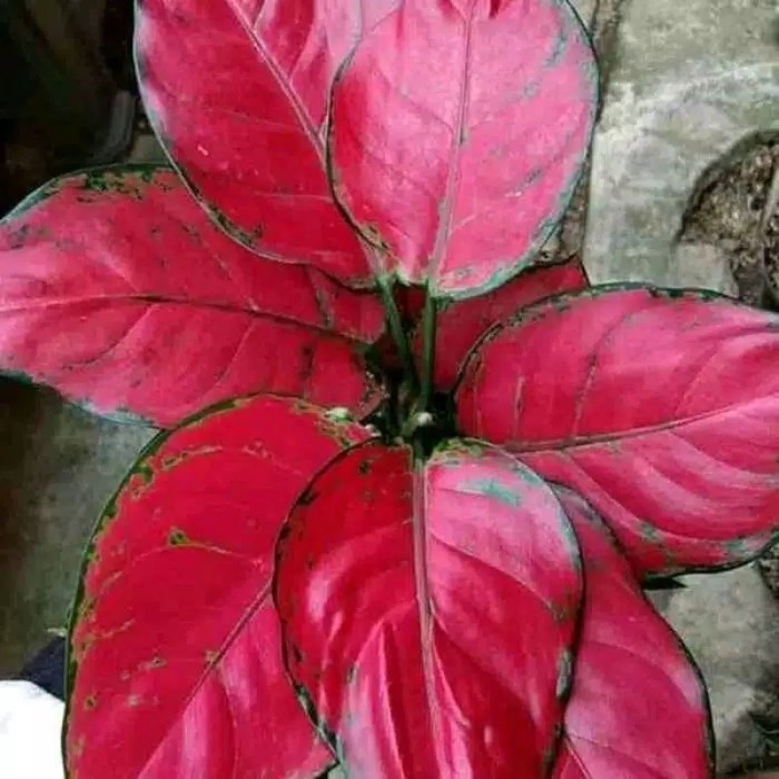 (NEW) bonggol aglonema red king promo