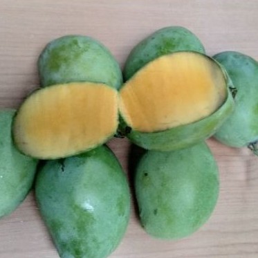 

Mangga Indramayu Manis Orange