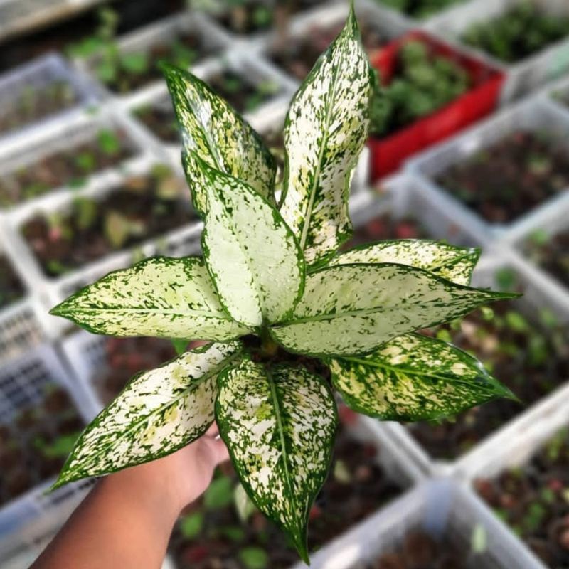 Aglaonema Snow White / Tanaman Hias Aglonema Beras Tumpah /