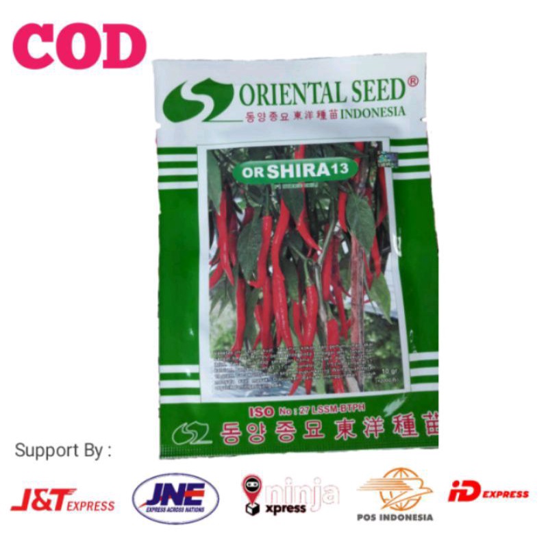 Benih Cabe keriting merah BESAR ASLI F1 Hibrida OR SHIRA 13 Oriental Seed Isi 2000 biji