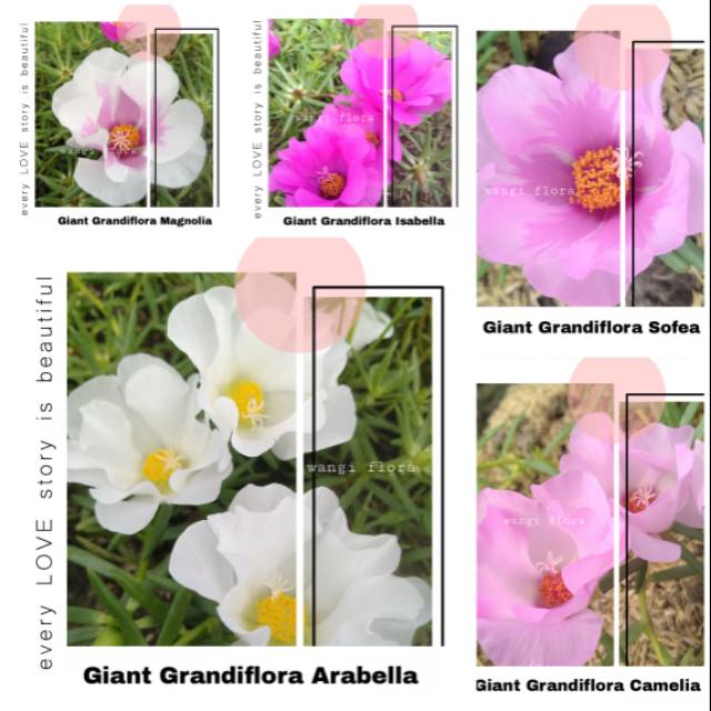 Bunga krokot Giant Grandiflora /Krokot giant kelopak bunga jumbo