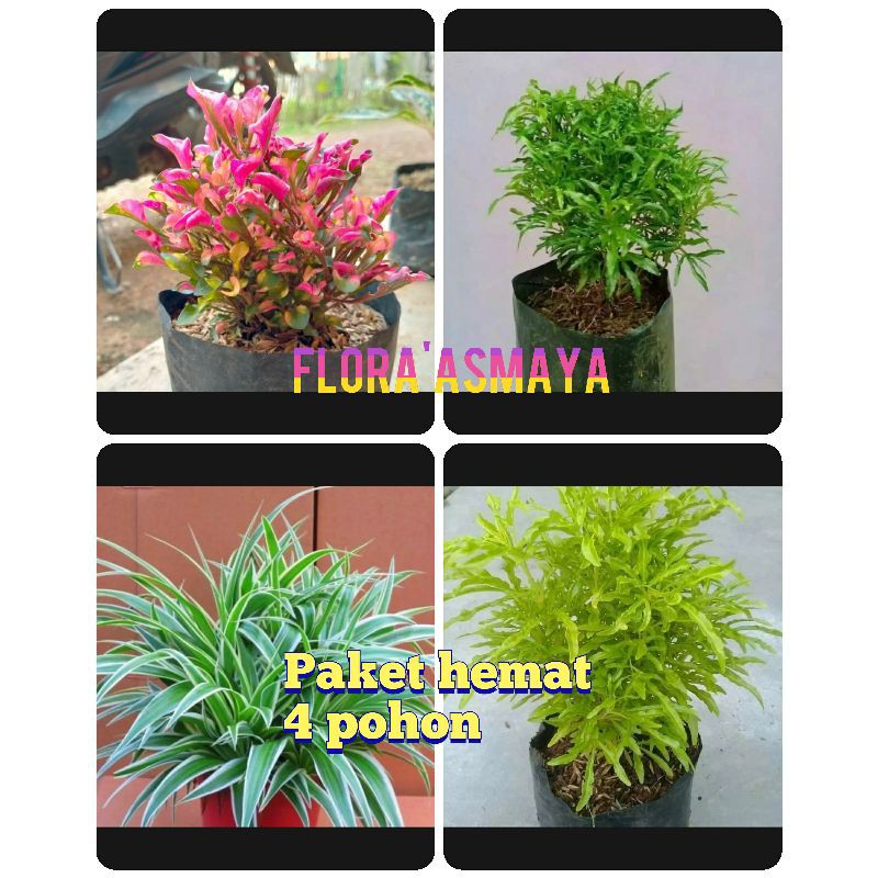tanaman hias murah paket hemat 4 pohon/tanaman hias brokoli kuning dan hijau,krokot merah dan lili