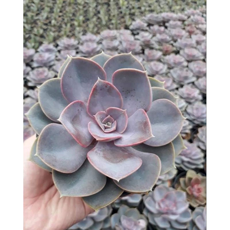 sekulen cantik echeveria perle ungu + ( free pot)
