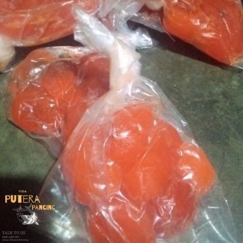 Cendil telor bebek umpan Galatama lele